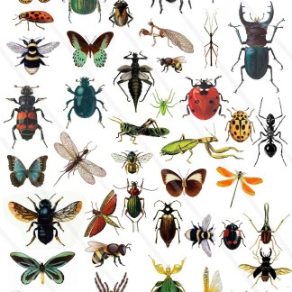 Insects and Animals